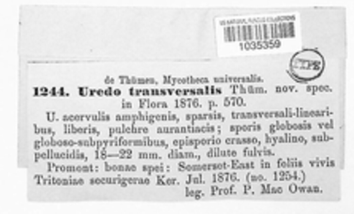 Uromyces transversalis image